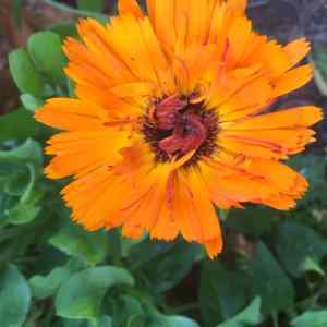 calendula flower